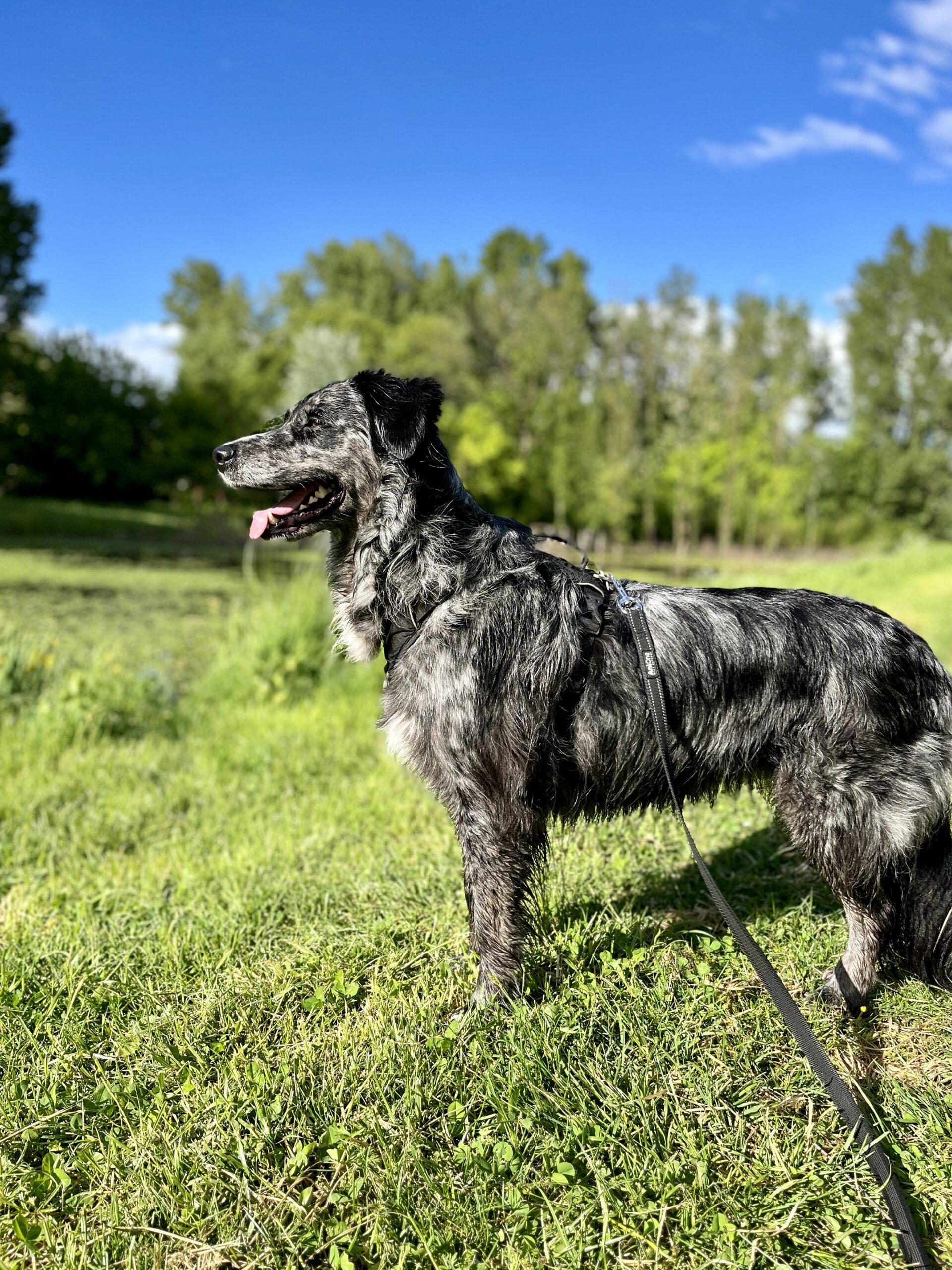 Bien comportemental chien éducation canine
bordeaux 
begles 