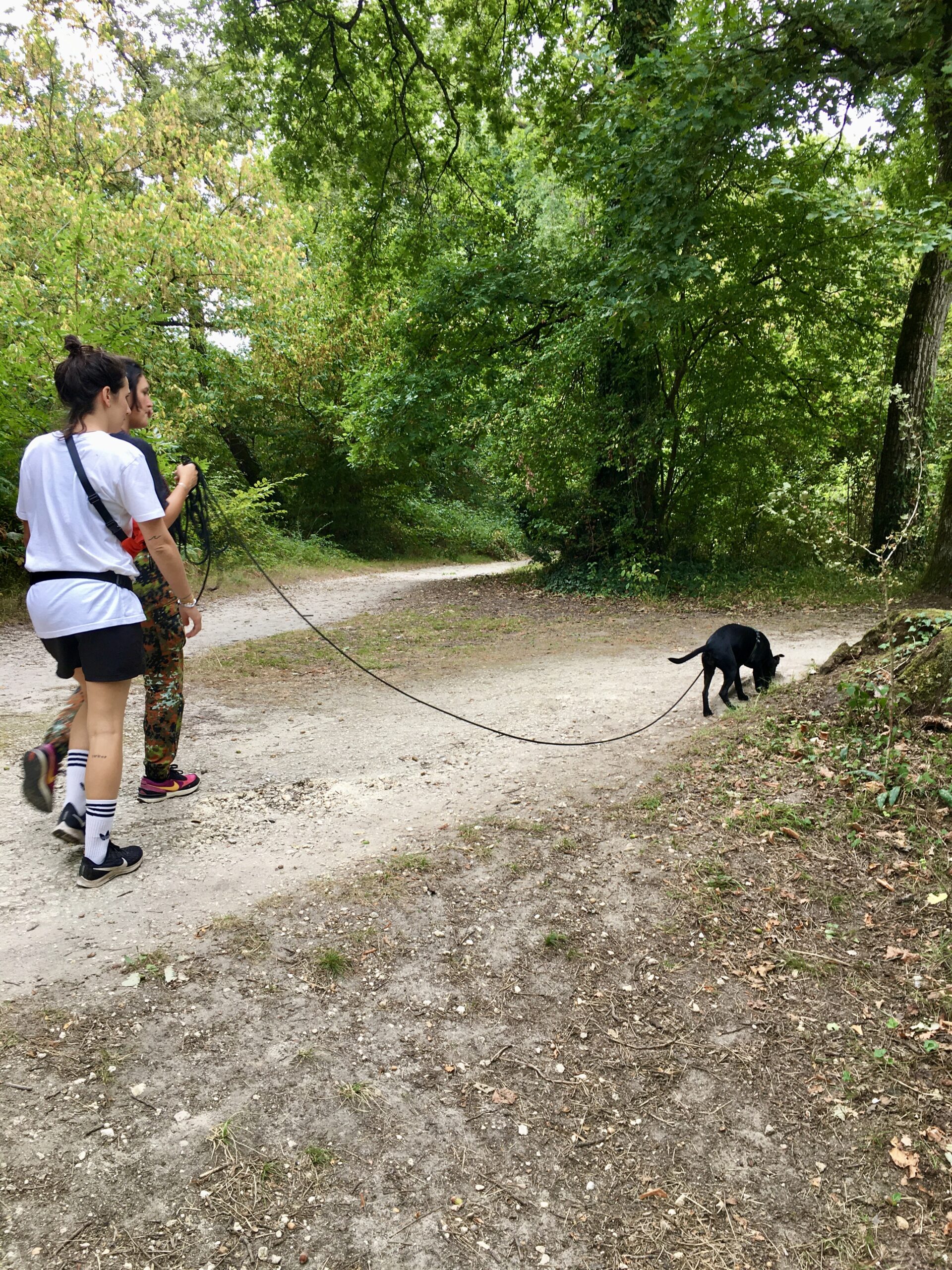 Education chien bordeaux Begles