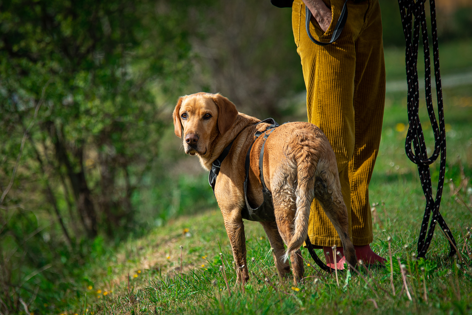 Éducation canine
balade canine
bordeaux 